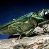 Deadly Beetles Are Coming To Kill Our Trees 